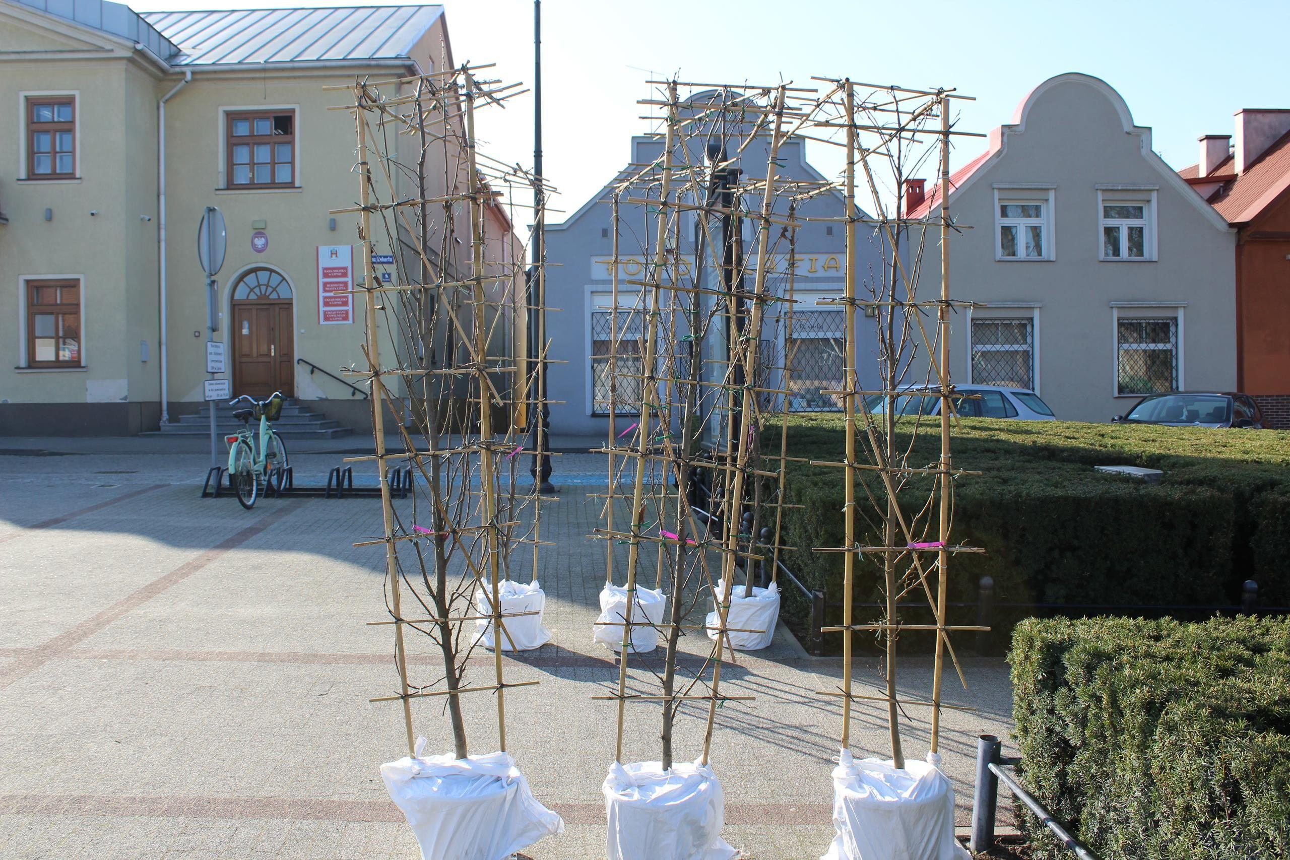 Zdj. nr. 14. Nasadzenia drzew na Placu Dekerta - 7 marca 2024 r.