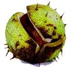 Dzień kasztanowca