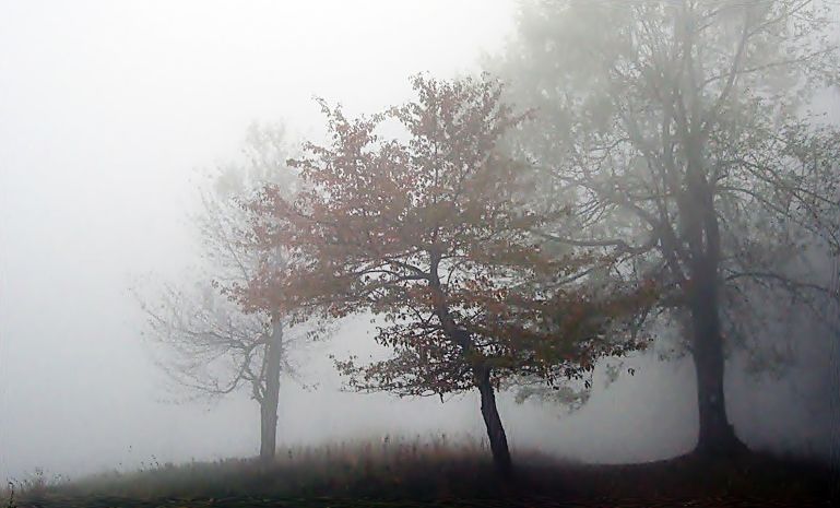 Ostrzeżenia meteorologiczne: gęsta mgła