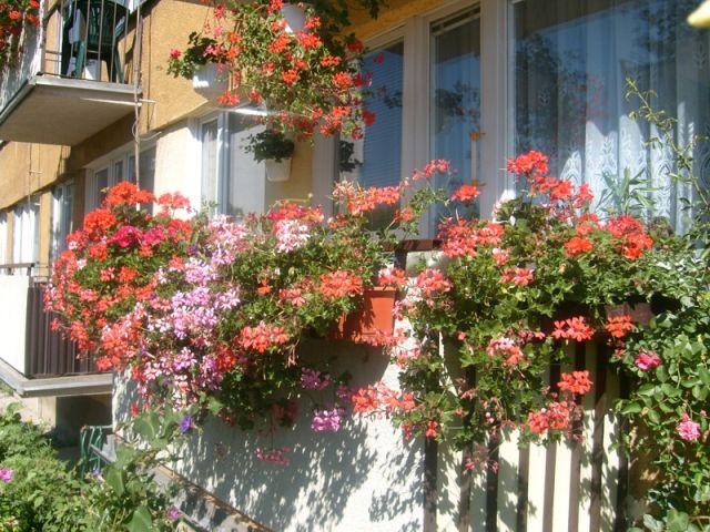 Zdj. nr. 23. Najładniejszy balkon 2008