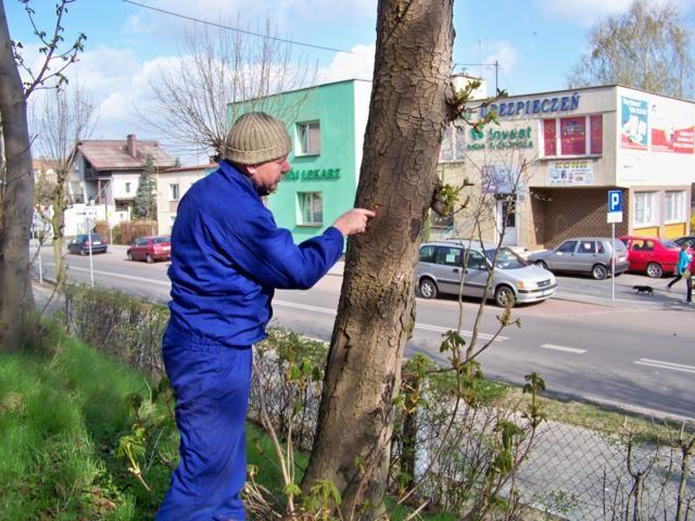 Zdj. nr. 7. Szczepienie kasztanów 2010