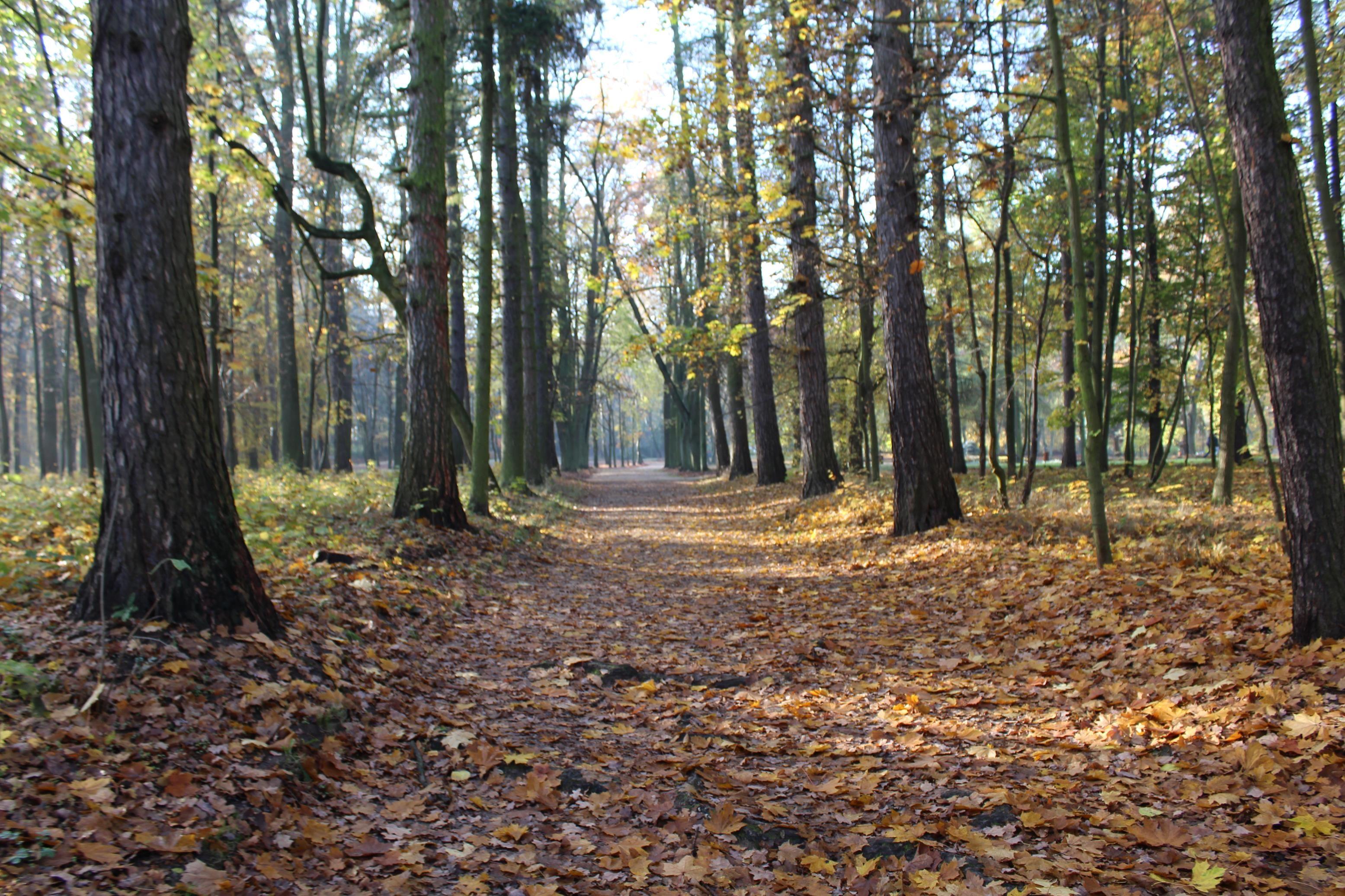 Zdj. nr. 3. Park miejski - jesień 2022