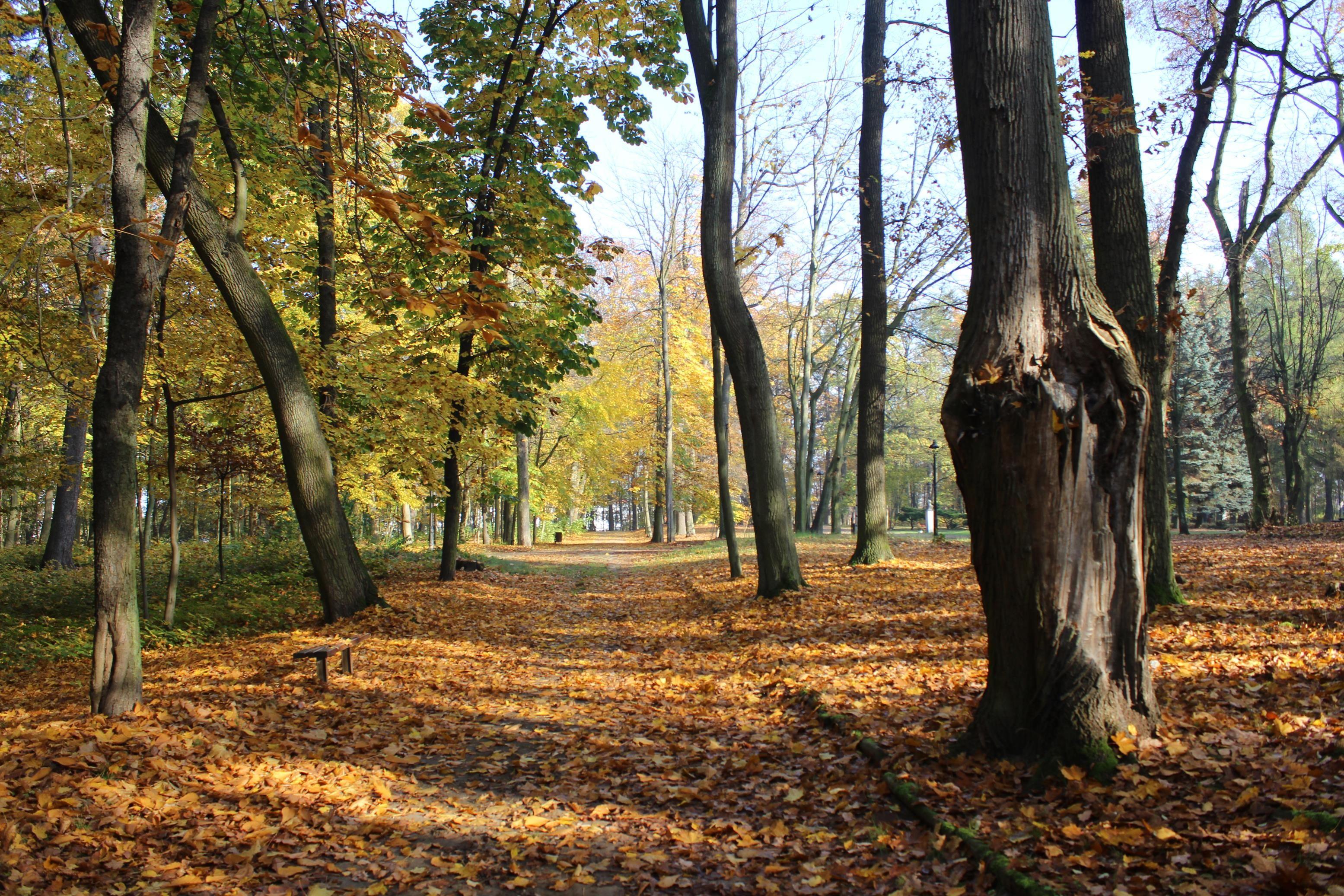 Zdj. nr. 15. Park miejski - jesień 2022