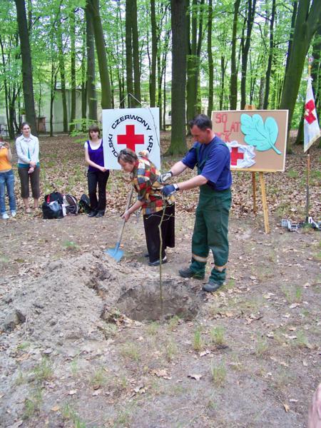 Jubileuszowy dąb w Lipnie