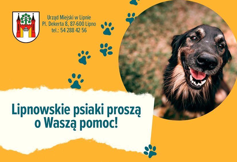 Czworonogi czekają na nowych właścicieli