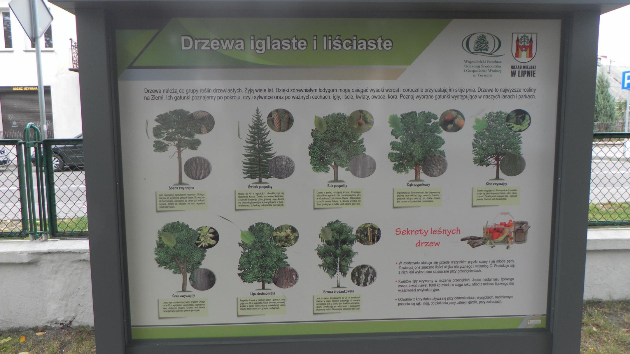 Zdj. nr. 5. Ścieżka ekologiczno-przyrodnicza przy Szkole Podstawowej nr 5 w Lipnie