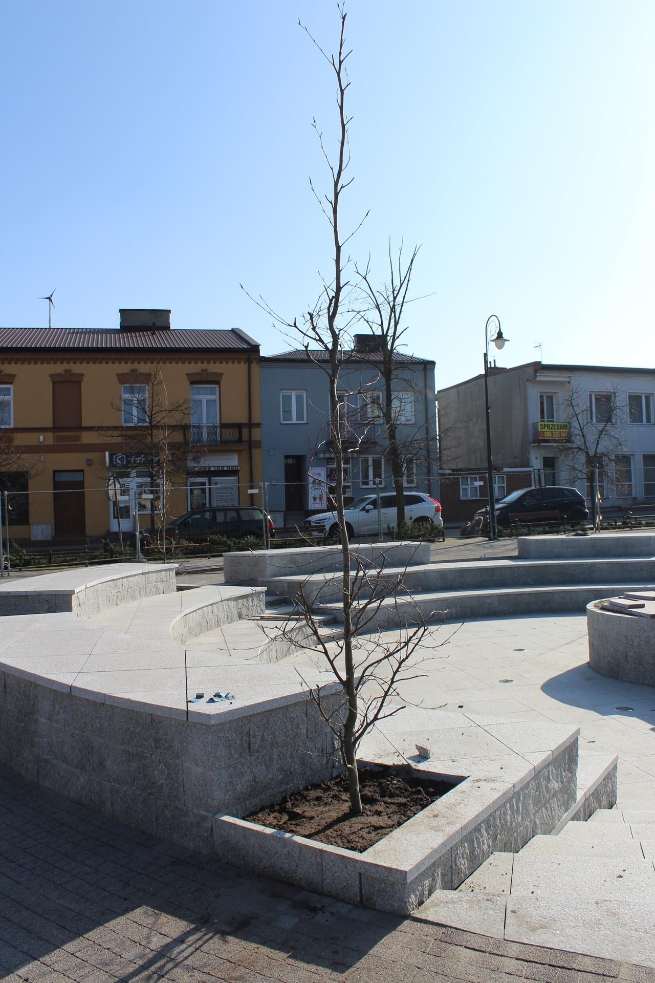 Zdj. nr. 9. Nasadzenia drzew na Placu Dekerta - 7 marca 2024 r.